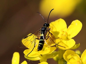 Flowers, fly, Yellow