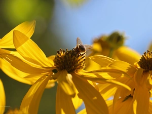 Yellow, bee, Insect, Flowers