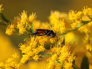 flowers, Insect, Yellow