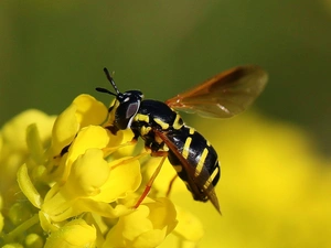 Flowers, wasp, Yellow