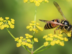 Flowers, wasp, Yellow