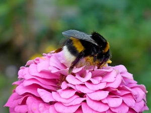 zinnia, dumbledor, Colourfull Flowers