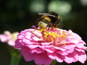 zinnia, dumbledor, Colourfull Flowers