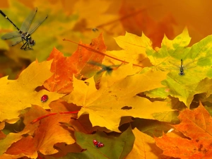 autumn, Leaf, dragon-fly