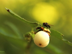 fly, Snow berry