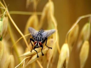 fly, Ears, cereals
