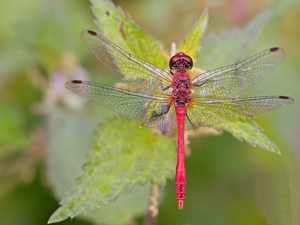 wings, leaves, dragon-fly, Transparent, red hot
