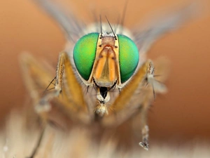 fly, Eyes