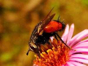 fly, Colourfull Flowers