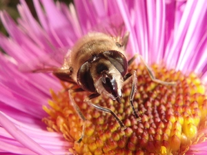 fly, Colourfull Flowers