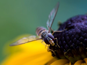 fly, Colourfull Flowers