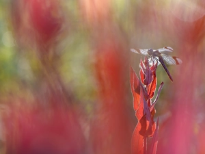 dragon-fly, fuzzy, background, plant