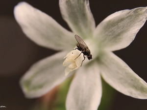 White, fly, Insect, Colourfull Flowers