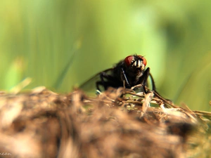 fly, Insect