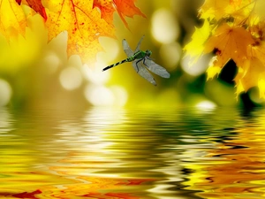 dragon-fly, Leaf, water, Yellow