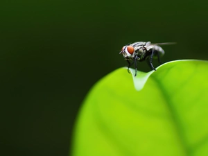 fly, leaf