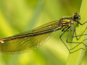 dragon-fly, plant, Close, stalk