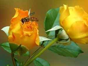 fly, Yellow, roses