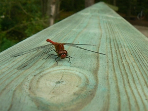 Scarlet Red, dragon-fly