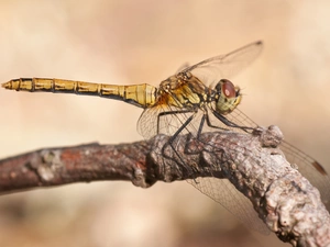 twig, Insect, dragon-fly