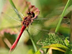 wings, Insect, dragon-fly