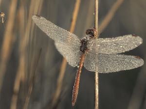 dragon-fly, wings, drops, wet