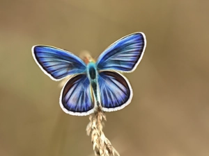 Fractalius, butterfly, blue