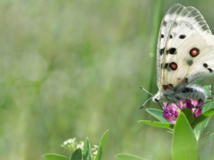 fuzzy, background, butterfly, Colourfull Flowers, White