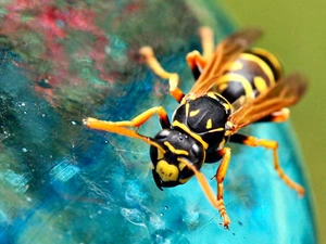 glass, Insect, wasp