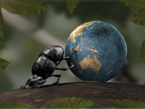 beetle, Orb, earth, Gnojak