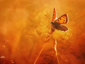 butterfly, blades, grass, American Copper