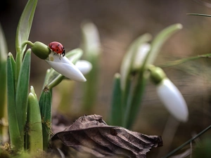 ladybird, leaf, background, blades, fuzzy, snowdrops, Flowers, grass