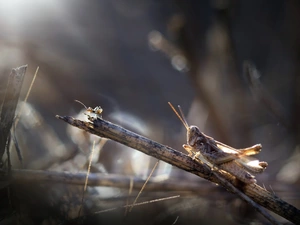 Bow-winged Grasshopper, grass, ant, blades