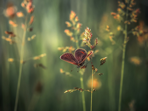 butterfly, grass