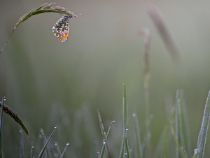 butterfly, grass, drops, Orange Tip