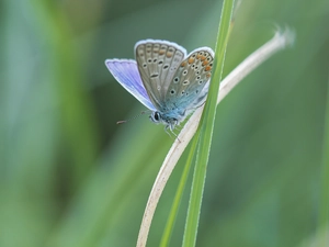 butterfly, blades, grass, Dusky Icarus