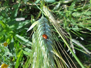 grass, ladybird, ear
