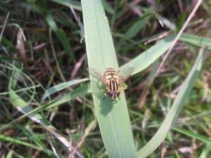 stalk, grass, fly, an, Coloured