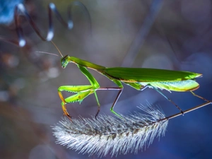 mantis, fuzzy, background, grass