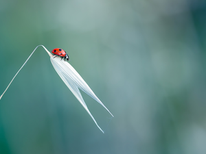 grass, ladybird, stalk