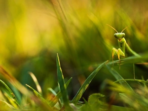 grass, mantis, tall