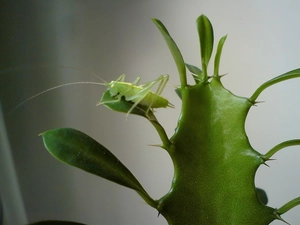 grasshopper, Cactus