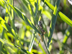 grasshopper, grass