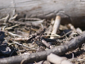 grasshopper, Twigs