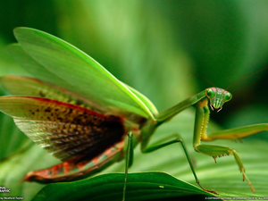 Green, mantis