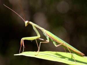 Green, mantis