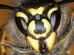 Head, Wasps