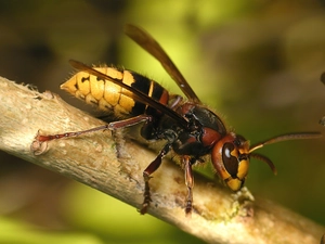 hornet, asiatic