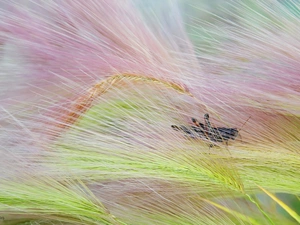 sea-horse, ##, Rye, field