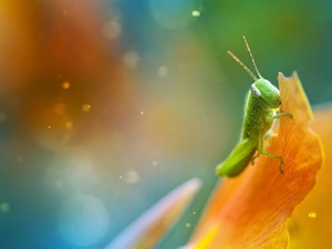 sea-horse, an, flower, field